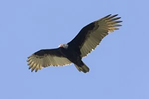 Images Dated 22nd October 2008: Turkey Vulture
