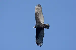 Ciconiiformes Prints: Turkey Vulture - adult in flight - Cape May - NJ - USA