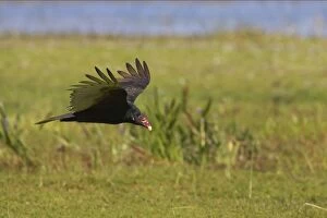 Turkey Vulture approaching kill