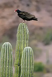 Turkey Vulture on Cardon Cactus - Mexico -Range is southern United States and south into Mexico and is expanding northward in the eastern U. S. - Common in dry open country-woodland-farmlands - Adult has a red head