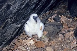 Turkey Vulture - chick at nest cave