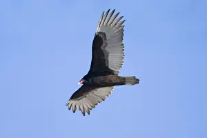 Turkey Vulture Connecticut in January