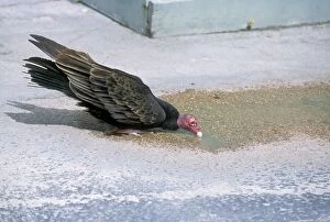 TURKEY VULTURE - drinking from puddle