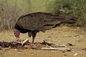 Turkey Vulture - feeding on jackrabbit carcass