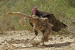 Turkey Vulture - feeding on Jackrabbit carcass