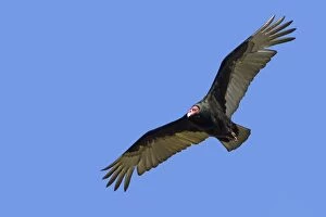 Aura Gallery: Turkey Vulture - in flight