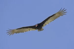 Aura Gallery: Turkey Vulture - in flight