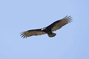 Turkey Vulture - in flight