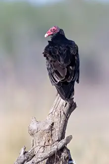 Mexico Prints: Turkey Vulture Mexico Pacific Coast