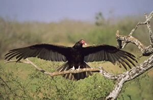 Turkey Vulture - outstretched wings