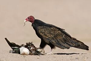 Images Dated 11th January 2007: Turkey Vulture - scavenging