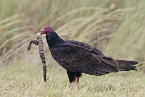 Turkey Vulture - with snake