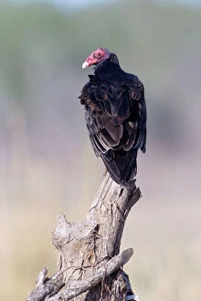 Turkey Vulture - on stump