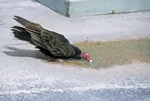 Turkey Vulture USA