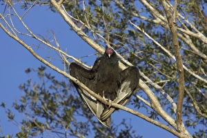 Turkey Vulture - scavenging