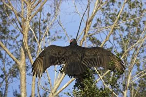 Turkey Vulture warming itself in the morning Sunshine