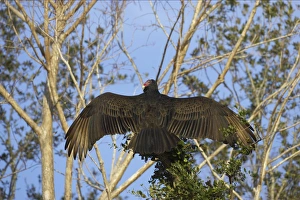 Turkey Vulture - scavenging