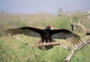 Images Dated 10th March 2005: Turkey Vulture - Wings outstretched Texas, USA