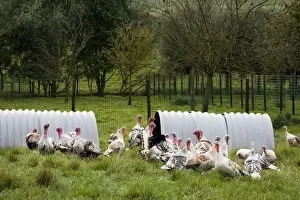 Turkeys Prints: Turkeys - group outside shelter in field