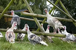Turkeys Prints: Turkeys - group at turkey playground