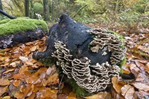 Images Dated 3rd November 2012: Turkeytail fungus