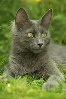 Turkish Angora Cat Lying in the grass