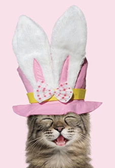 Bunny Gallery: Turkish Angora Cat smiling / laughing wearing Easter top hat