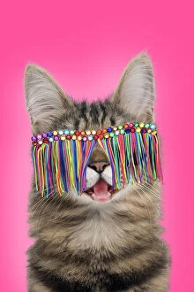 Angora Gallery: Turkish Angora Cat, smiling / laughing wearing