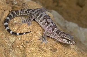 Images Dated 5th August 2009: Turkish Gecko - Italy