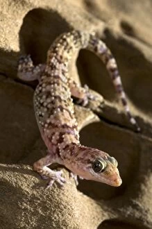 Images Dated 30th May 2010: Turkish Gecko - Italy