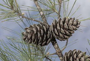 Images Dated 15th April 2019: Turkish Pine or Calabrian Pine, Pinus brutia; female cones on branch. Rhodes. Date: 15-Apr-19
