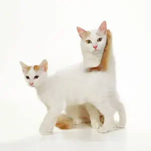 Semi Longhair Prints: Turkish Van Cat - mother and kitten
