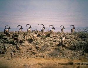 Images Dated 17th September 2009: Turkmen Wild Goat - bachelor herd Kirthar National Park Pakistan