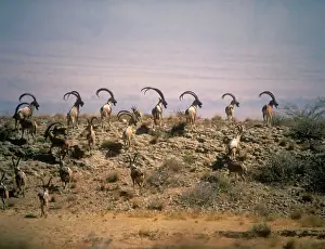 Pakistan Prints: Turkmen Wild Goat - bachelor herd Kirthar National Park Pakistan