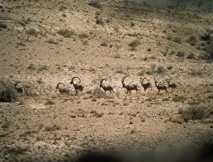 Pakistan Prints: Turkmen Wild Goat - bachelor herd moving across desert Kirthar National Park, Pakistan