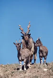 Turkomen Markhor - one male & two females
