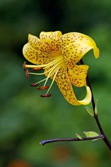 Images Dated 22nd December 2005: Turk's-cap Lily. The bulb produces up to 12 blooms each summer. Kent garden UK August