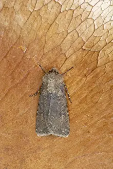 Turnip Moth Agrotis segetum Essex, UK IN000451