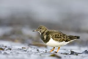 Images Dated 11th December 2007: Turnstone