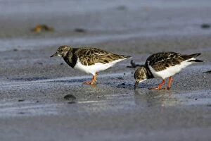Turnstone - 2 birds feeding on shore at low tide, autumn