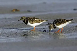 Turnstones Prints: Turnstone - 2 birds feeding on shore at low tide, autumn. Northumberland, UK