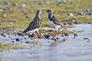 Turnstones Prints: Turnstone - two displaying - Norfolk UK 9001