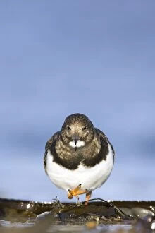 Images Dated 30th January 2008: Turnstone - Face-on image of bird walking among seaweed