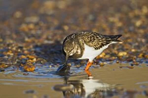 Images Dated 12th December 2011: Turnstone - feeding on mussel