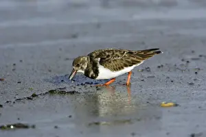 Turnstones Prints: Turnstone - feeding on shore at low tide, autumn. Northumberland, UK