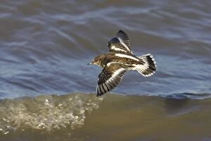 Images Dated 17th October 2007: Turnstone - In Flight Along Shore at High Tide