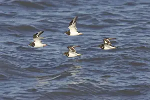 Turnstones Prints: Turnstone - In Flight Along Shore at High Tide Arenaria interpres Whitstable