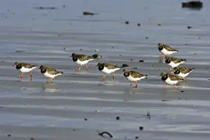 Turnstones Prints: Turnstone - flock walking along beach, autumn. Northumberland, UK