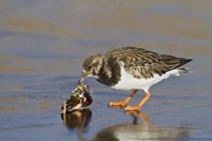 Images Dated 20th February 2010: Turnstone - on ice feeding on mussel