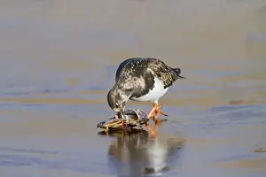 Mussel Prints: Turnstone - on ice feeding on mussel - Norfolk UK 9022